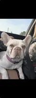 Hersh , a male French Bulldog for sale in Cartersville, GA – 1 of 3