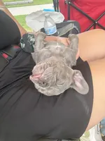 Hershey , a male French Bulldog for sale in Cartersville, GA – 3 of 7
