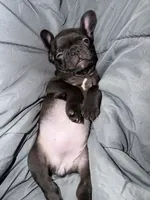 N/a, a female French Bulldog for sale in Maryville, TN – 3 of 4