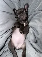 N/a, a female French Bulldog for sale in Maryville, TN – 4 of 4