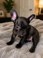 N/a, a female French Bulldog for sale in Maryville, TN – 1 of 4