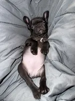 N/a, a female French Bulldog for sale in Maryville, TN – 2 of 4