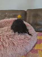 Leo-Yorkiepoo, a male Yorkipoo for sale in Dallas, TX – 3 of 3