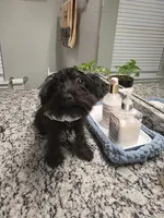 Pinto-Yorkiepoo, a male Yorkipoo for sale in Dallas, TX – 2 of 4