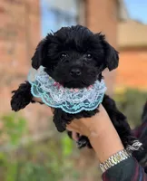 Pinto-Yorkiepoo, a male Yorkipoo for sale in Dallas, TX – 3 of 4