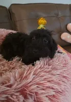 Leo-Yorkiepoo, a male Yorkipoo for sale in Dallas, TX – 2 of 3