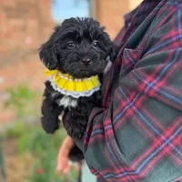 Coco, a female Yorkipoo for sale in Dallas, TX – Photo 4 of 4