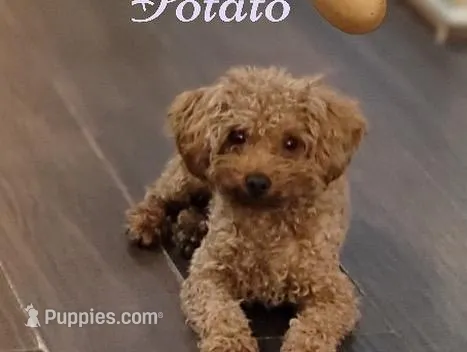 Coco – Yorkipoo puppy for sale in Dallas, TX