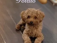 Coco, a female Yorkipoo for sale in Dallas, TX – Photo 1 of 4