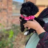 Coco, a female Yorkipoo for sale in Dallas, TX – Photo 3 of 4