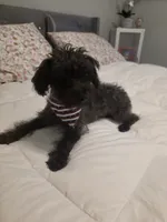 Danny, a male Yorkipoo for sale in Dallas, TX – 2 of 2