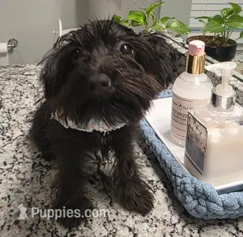 Pinto-Yorkiepoo – Yorkipoo puppy for sale in Dallas, TX