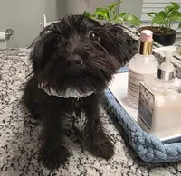 Pinto-Yorkiepoo, a male Yorkipoo for sale in Dallas, TX – 1 of 4