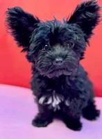 Pinto-Yorkiepoo, a male Yorkipoo for sale in Dallas, TX – 4 of 4