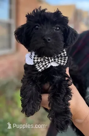 Danny – Yorkipoo puppy for sale in Dallas, TX