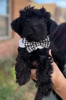 Danny, a male Yorkipoo for sale in Dallas, TX – 1 of 2