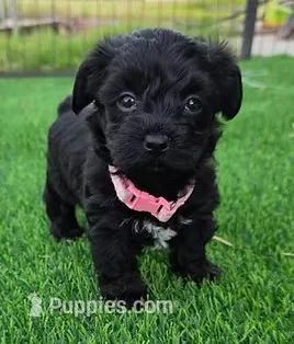 Leo-Yorkiepoo – Yorkipoo puppy for sale in Dallas, TX