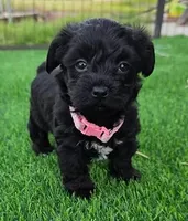Leo-Yorkiepoo, a male Yorkipoo for sale in Dallas, TX – 1 of 3