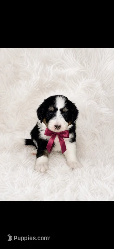 Rose – Miniature Bernedoodle, Miniature Aussiedoodle puppy for sale in Batavia, OH