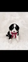 Rose, a female Miniature Bernedoodle and Miniature Aussiedoodle for sale in Batavia, OH – 1 of 1