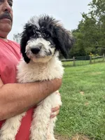 Ref, a female Saint Berdoodle for sale in Batavia, OH – 5 of 8