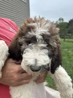 Turquoise , a female Saint Berdoodle for sale in Batavia, OH – 4 of 5