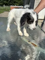 Princess, a female Saint Berdoodle for sale in Batavia, OH – 8 of 9