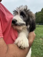 Turquoise , a female Saint Berdoodle for sale in Batavia, OH – 3 of 5