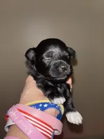 Poppy, a female Havapoo for sale in Batavia, OH – 6 of 7