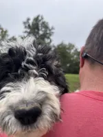 Ref, a female Saint Berdoodle for sale in Batavia, OH – 4 of 8