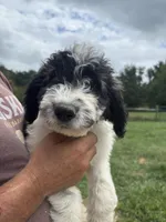 Green, a female Saint Berdoodle for sale in Batavia, OH – 5 of 7