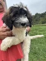 Green, a female Saint Berdoodle for sale in Batavia, OH – 6 of 7