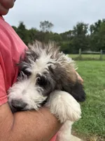 Turquoise , a female Saint Berdoodle for sale in Batavia, OH – 5 of 5