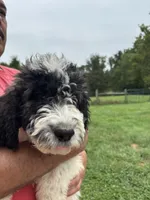 Ref, a female Saint Berdoodle for sale in Batavia, OH – 2 of 8