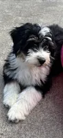 Winchester, a male Miniature Bernedoodle and Miniature Aussiedoodle for sale in Batavia, OH – 3 of 5