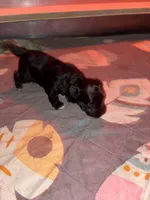 Poppy, a female Havapoo for sale in Batavia, OH – 4 of 7