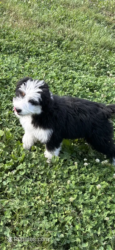 Oreo – Miniature Bernedoodle, Miniature Aussiedoodle puppy for sale in Batavia, OH