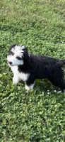 Oreo, a female Miniature Bernedoodle and Miniature Aussiedoodle for sale in Batavia, OH – 1 of 4