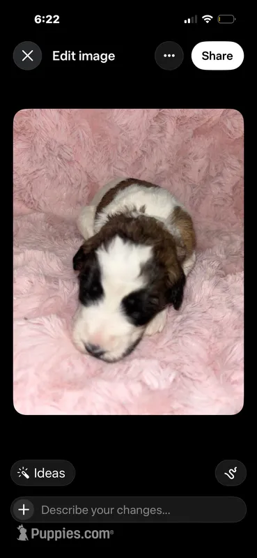 Tinker.     Baby blue – Saint Berdoodle puppy for sale in Batavia, OH