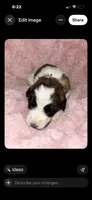 Tinker.     Baby blue, a female Saint Berdoodle for sale in Batavia, OH – 1 of 4