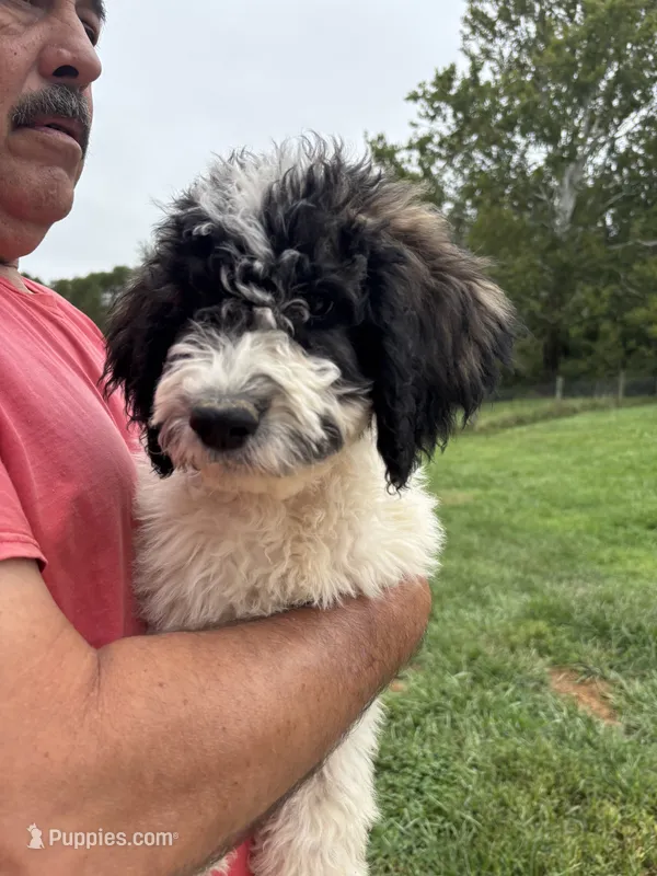 Ref – Saint Berdoodle puppy for sale in Batavia, OH