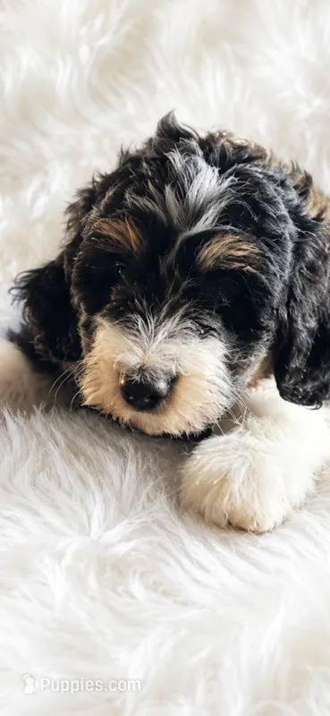 Remington – Miniature Bernedoodle, Miniature Aussiedoodle puppy for sale in Batavia, OH