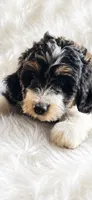 Remington, a male Miniature Bernedoodle and Miniature Aussiedoodle for sale in Batavia, OH – 1 of 1