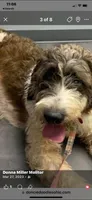 Coming soon, a  Saint Berdoodle for sale in Batavia, OH – 4 of 5