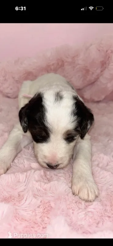 Milli.     Pale pink – Saint Berdoodle puppy for sale in Batavia, OH