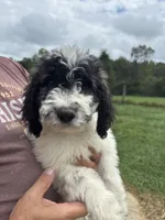 Green, a female Saint Berdoodle for sale in Batavia, OH – 3 of 7