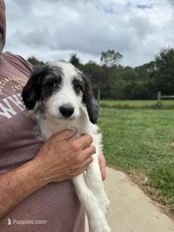 Princess – Saint Berdoodle puppy for sale in Batavia, OH