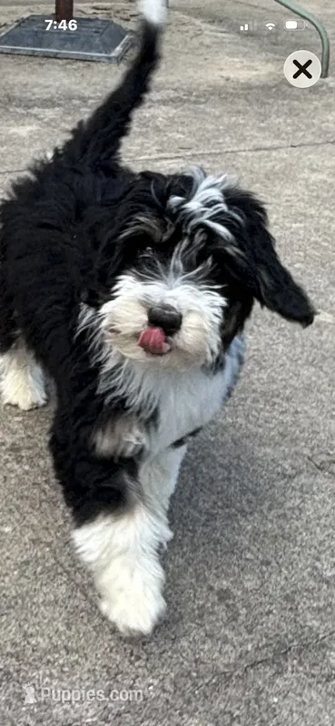 Rose – Miniature Bernedoodle, Miniature Aussiedoodle puppy for sale in Batavia, OH