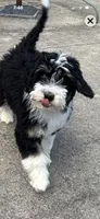 Rose, a female Miniature Bernedoodle and Miniature Aussiedoodle for sale in Batavia, OH – 1 of 1