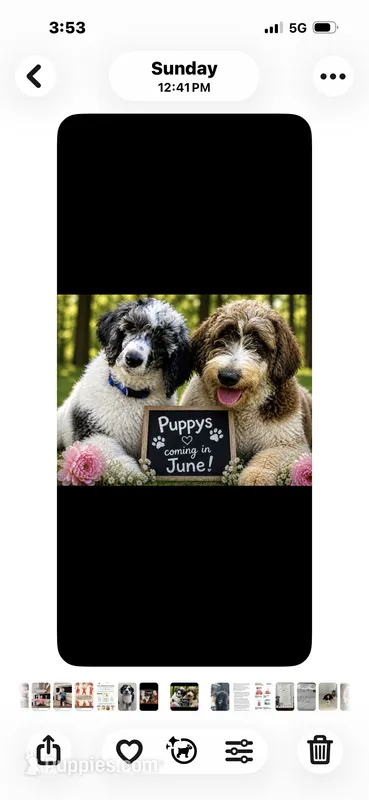 Coming soon – Saint Berdoodle puppy for sale in Batavia, OH